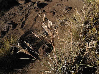 Bromus setifolius