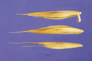 Bromus cebadilla