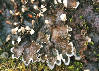 Peltigera praetextata