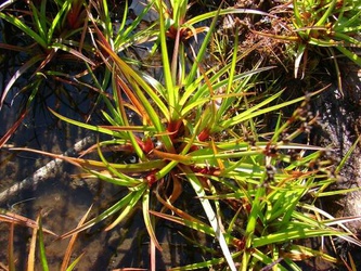 Juncus planifolius