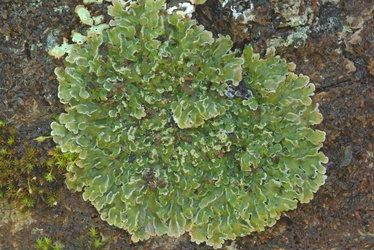 Pannaria farinosa