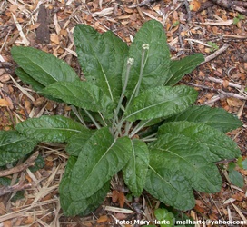 Adenocaulon chilense