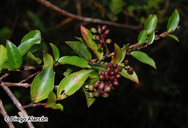 Griselinia racemosa