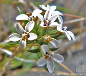 Nassauvia aculeata subsp. azorelloides