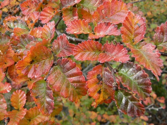 Nothofagus pumilio