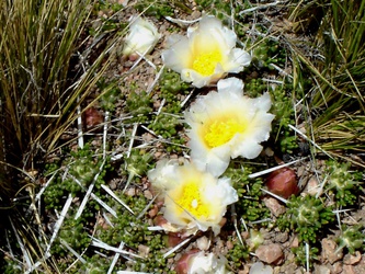 Maihuenia patagonica