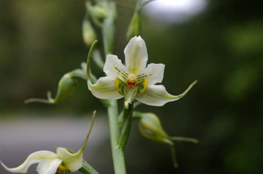 Gavilea araucana