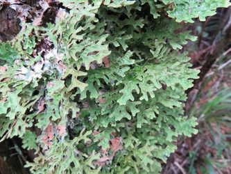 Pseudocyphellaria faveolata