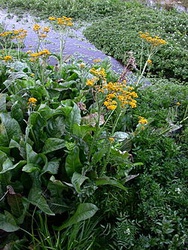 Senecio fistulosus