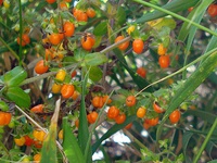 Galium hypocarpium